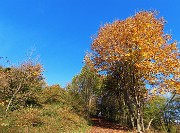 Alla Madonnina del Costone (1195 m) in veste autunnale da Salmezza-21ott24 - FOTOGALLERY